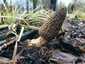Fakéreg kucsmagomba (Morchella importuna), Balatonfüred